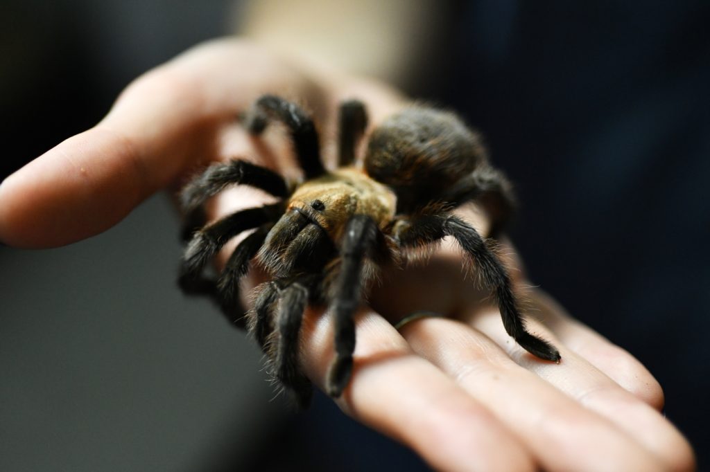 tarantula-lovers-unite,-breck-brewery-goes-big-in-littleton,-and-more-things-to-do-in-denver-this-weekend