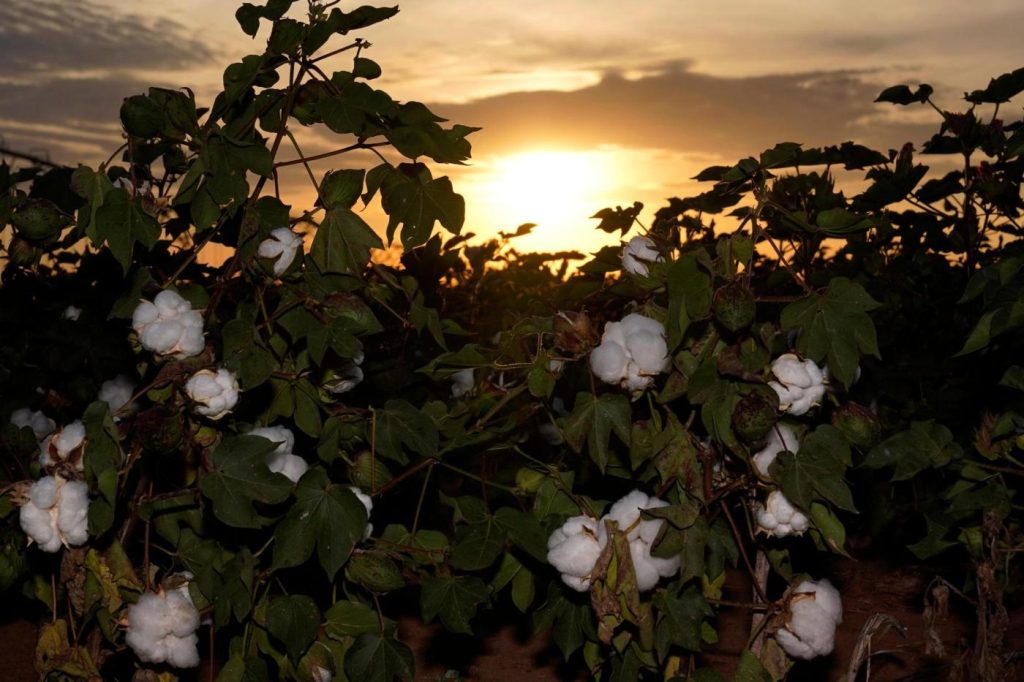 drought-takes-toll-on-country’s-largest-cotton-producer
