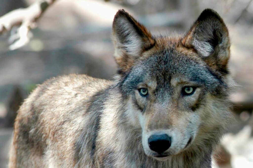 colorado-cements-plan-to-reintroduce-gray-wolves-but-a-snag-lingers