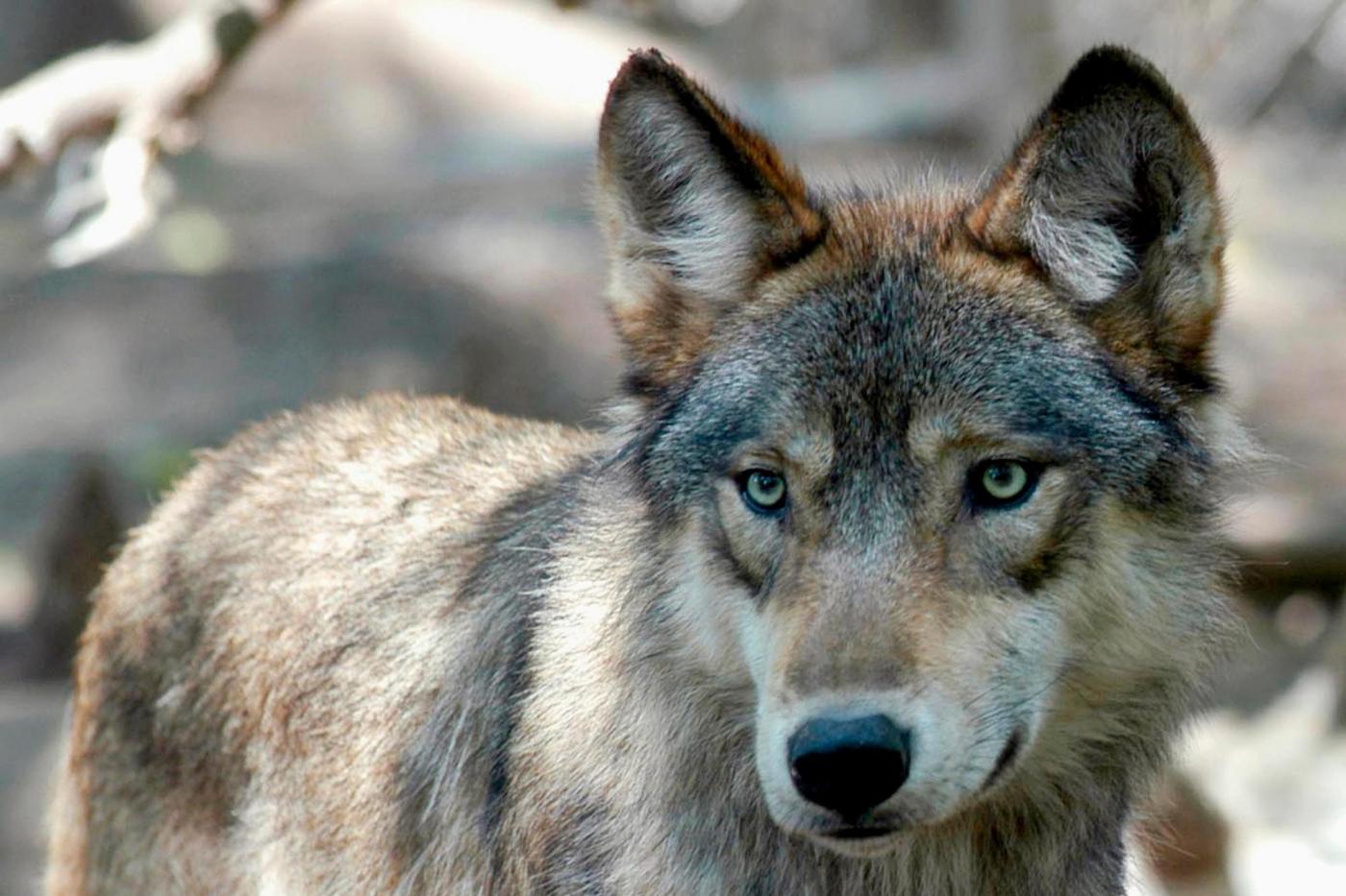 colorado-cements-plan-to-reintroduce-gray-wolves-but-a-snag-lingers