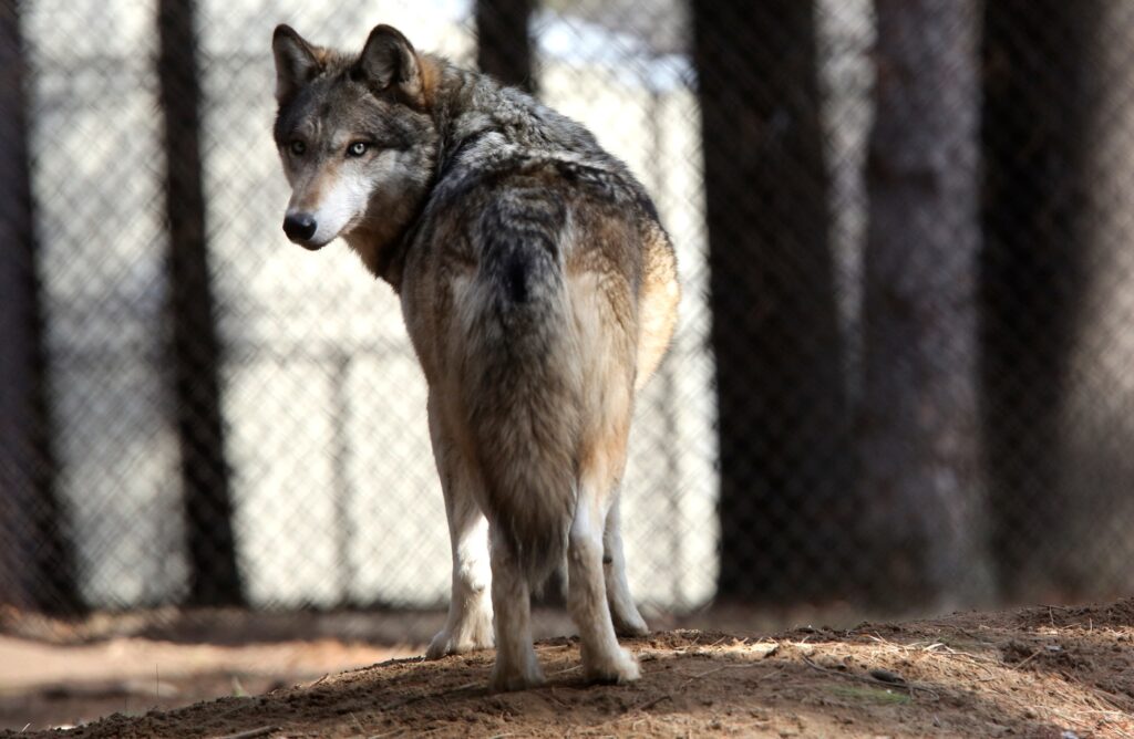 colorado-gov.-jared-polis-hints-at-veto-of-bill-that-could-delay-gray-wolf-reintroduction