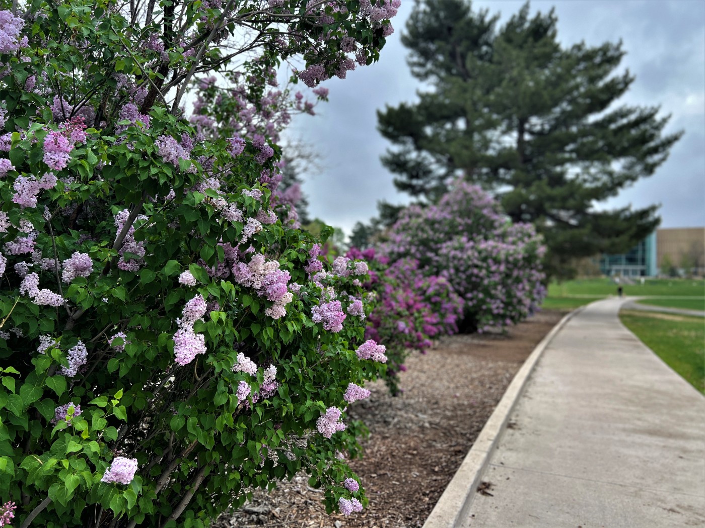 city-park’s-lovely-1950s-era-lilacs-are-the-perfect-spot-for-a-mother’s-day-walk-|-opinion