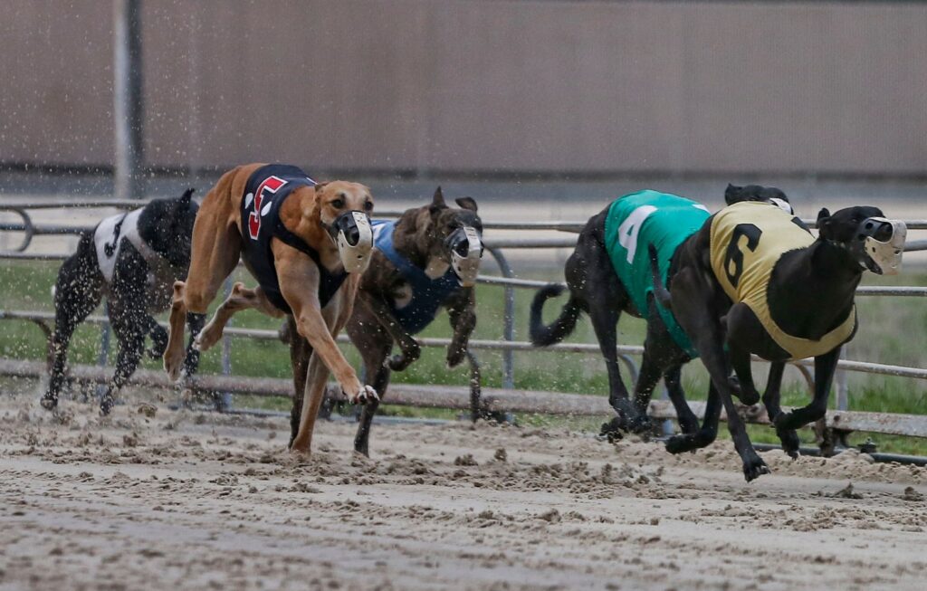 colorado-bans-betting-on-greyhound-dog-racing