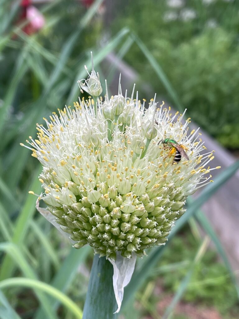 colorado-gardening:-what-is-bolting,-why-it-happens,-and-what-to-do 