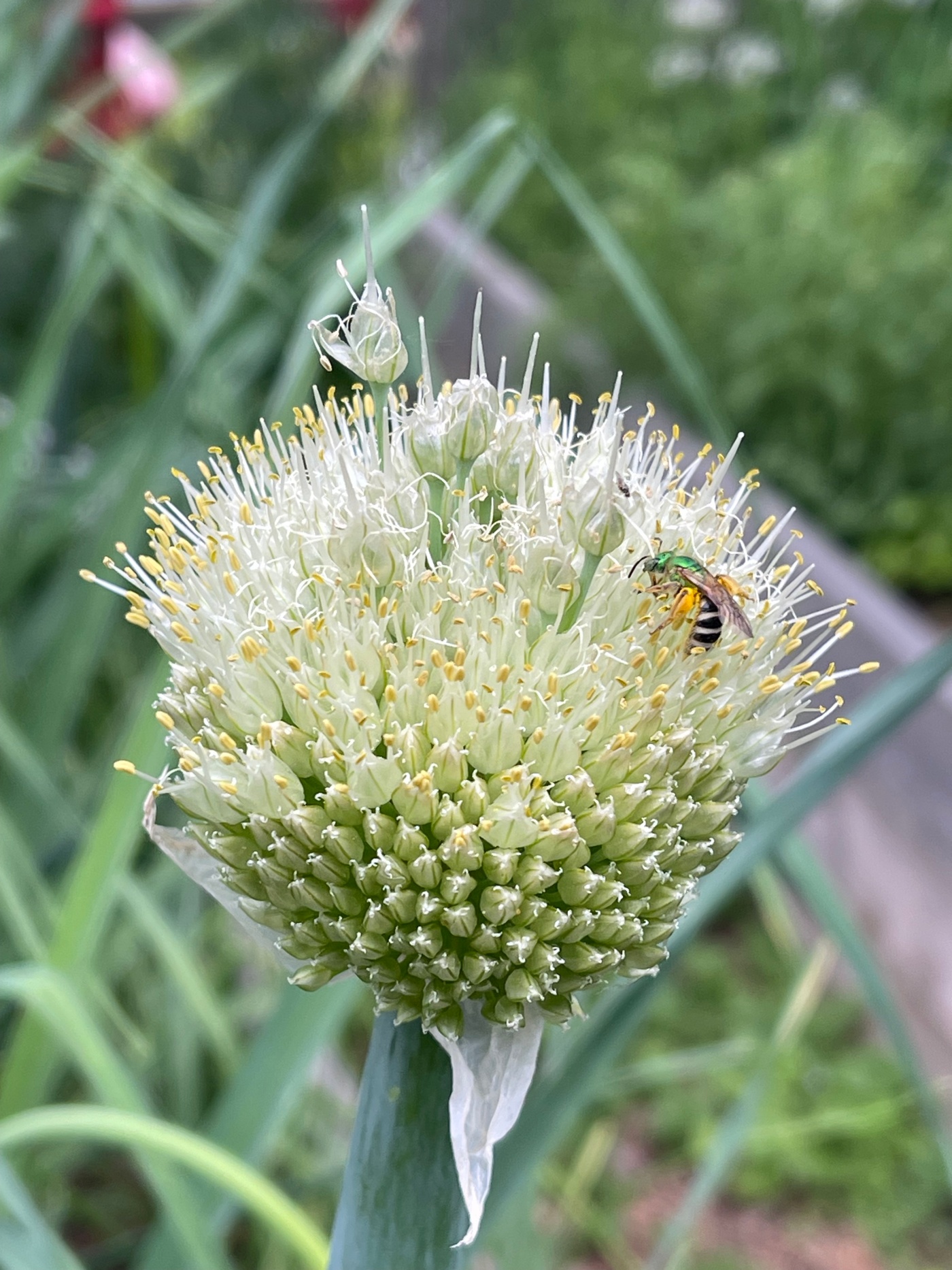 colorado-gardening:-what-is-bolting,-why-it-happens,-and-what-to-do 