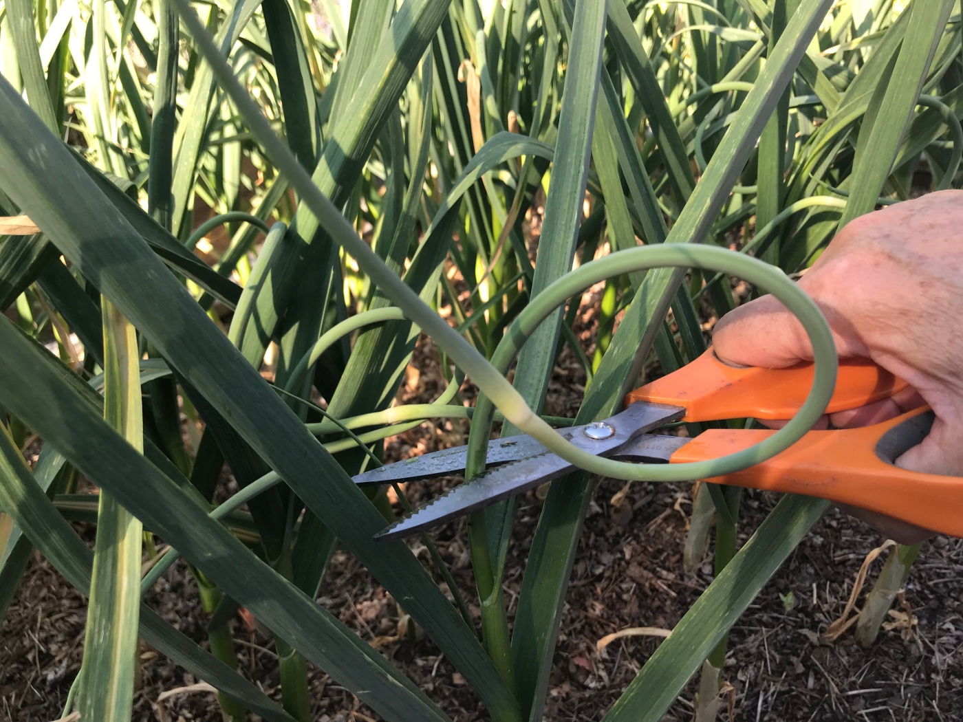 how-to-grow-your-own-garlic-—-and-why-it-matters