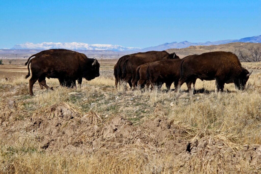 a-bison-gored-an-arizona-woman-in-yellowstone,-the-park’s-first-such-attack-in-2023