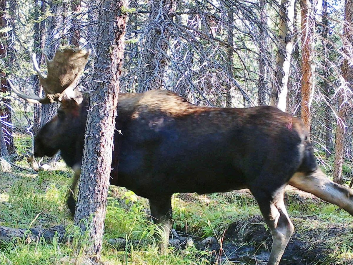 kansas-man-pleads-guilty-to-poaching-moose-in-colorado