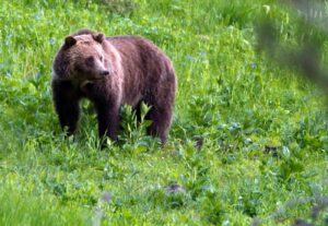 woman-dead-after-apparent-grizzly-bear-attack-near-yellowstone