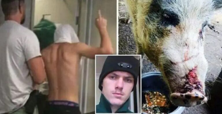 Lust-Driven Duo Resorts to Unspeakable Acts with an Innocent Pig