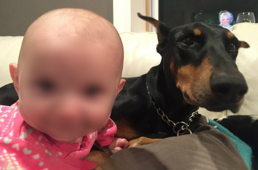 This little girl was in huge danger, ‘then her hero dog did this and left everyone in disbelief’!